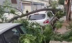 Gaziantep’te şiddetli fırtına: Ağaçlar devrildi, araçlar zarar gördü, toz bulutu etrafı kapladı
