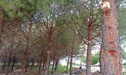 Gediz MYO Kampüsüne kuş yuvaları yerleştirildi