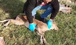Gümüşhane’de baygın bulunan yaban keçisi kalp masajıyla hayata döndürüldü