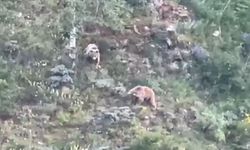 Gümüşhane’de köye inen ayılar böyle görüntülendi