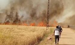 Harran Ovası’nda 40 dönüm ekili arazi yandı