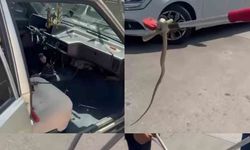 Hastane bahçesindeki otomobilden yılan çıktı