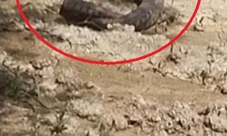 Hatay’da yılanların çiftleşme dansı kamerada