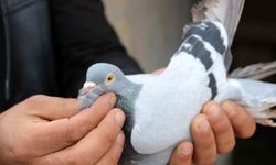Her gün kümeslerinin başına gelerek kuşlarıyla yakından ilgileniyorlar