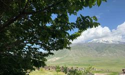 Iğdır’da çorak arazi ağaçlarla yeşeriyor