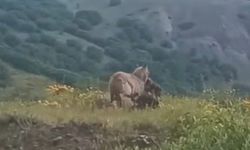 İlçe merkezine kadar inen kurt, keçiyi kaptığı gibi götürdü