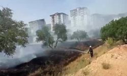 Kahramanmaraş’ta zeytinlik yangını