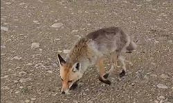 Karavanı ziyaret eden tilkinin görüntüleri yüzleri gülümsetti