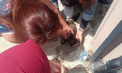 Kastamonu’da aracın çarptığı yavru kedi, üniversite öğrencilerinin kalp masajıyla hayata döndü