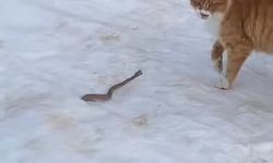 Kedinin yılanla mücadelesi kameraya yansıdı