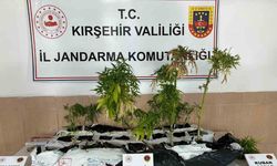 Kırşehir’de uyuşturucu operasyonu: 40 kök kenevir ele geçirildi