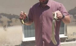 Komşusunun evine giren yılanları eliyle çıkardı, adı ’Yılan Avcısı’ oldu