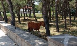 Konya’da firari keçiler ekipler tarafından bulundu