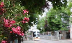 Köprübaşı palmiyeler ve zakkumlarla süslendi