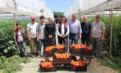 ‘Küçük Antalya’ Amasya’da domates hasadı başladı