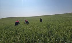 Kulu’da süne zararlısıyla mücadele çalışmaları