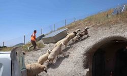 Kurban Bayramı’nda kaçan hayvanları, belediye sahibine teslim etti