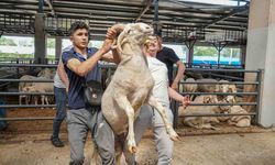 Kurban pazarının gözdesi...4 boynuzlu koçu görenler şaşırıyor