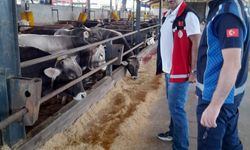 Kurbanların satış ve kesim yerleri mercek altında