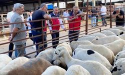 Kurbanlık hayvan satışı ve nakliyesi sıkı denetimde
