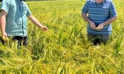 Kütahya’da sertifikalı arpaların tarla kontrolleri yapıldı