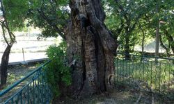 Malatya’da 800 yıllık "Menengiç ağacı" zamana direniyor