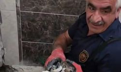Malatya’da atık su hattına düşen yavru kedi kurtarıldı