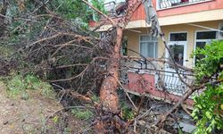 Manavgat’ta dev ağaç binanın üzerine devrildi