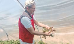 Menteşe’de çiftçilere hastalık ve zararlı kontrolü desteği