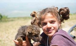 Muş’ta çoban kardeşler yaylada ölmek üzere olan kurt yavrularını kurtardı