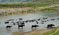 Muş’ta mandalar serin suya girerek hastalıklara karşı kendini koruyor