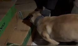 Narkotik köpeği ETA, zehir tacirlerine göz açtırmıyor