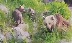 Nemrut Kalderası’nın maskot ayıları yeniden ortaya çıktı