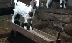 Oğlağın ahırda salıncak keyfi kamerada