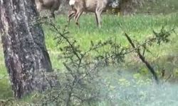Ormanlık alanda karacalar görüntülendi
