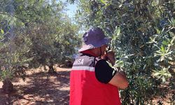 Salihli’de ‘zeytin güvesi’ alarmı