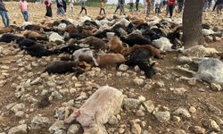 Şırnak’ta yıldırım isabet eden 95 küçükbaş hayvan telef oldu