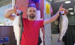 Somon en çok tercih edilen balık
