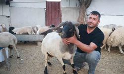 Sürüdeki 200 hayvan arasından 3 boynuzuyla ön plana çıkan ‘ahırın süsü’ ilgi odağı oldu