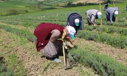 Tıbbi ve aromatik bitkilerin bahar temizliği yapılıyor