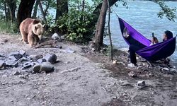 Tunceli’de kampçıların davetsiz misafiri: Anne ayı ve 2 yavrusu