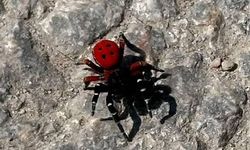 Uğur böceği görünümlü böcek, sandığınız kadar masum değil