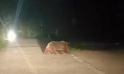 Uludağ’da ayı ailesinin yoldan geçişi görüntülendi