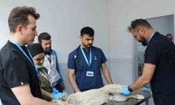 Üniversite desteğiyle en az 200 sokak köpeği kısırlaştırıldı