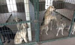 Yaklaşık 4 milyon sahipsiz köpek var, alacak barınak yok