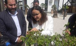 Yalova Bonsai Müzesi’nde dut hasadı