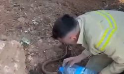 Yangından etkilenen oluklu kertenkelenin yardımına orman işçileri yetişti