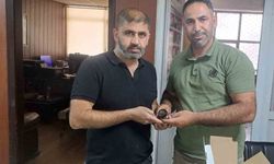 Yaralı halde bulunan ebabil kuşu doğa koruma ekiplerine teslim edildi
