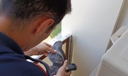 Yavru güvercinlere hayat kurtaran müdahale