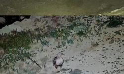 Yayladaki evin bahçesi yabani hayvanların mekanı oldu